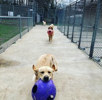 Cherokee Kennels - Image 1